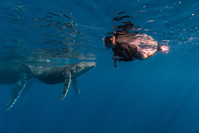 Shared Whale Expedition - Turtles, dolphins, rays, and sharks