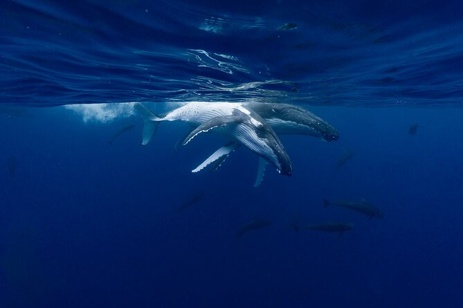 Shared Whale Expedition - Four hours and the value of $242.93