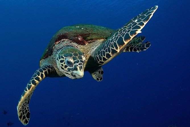 Small group snorkeling (5 people max): Turtles at 7:30am - Key points at a glance