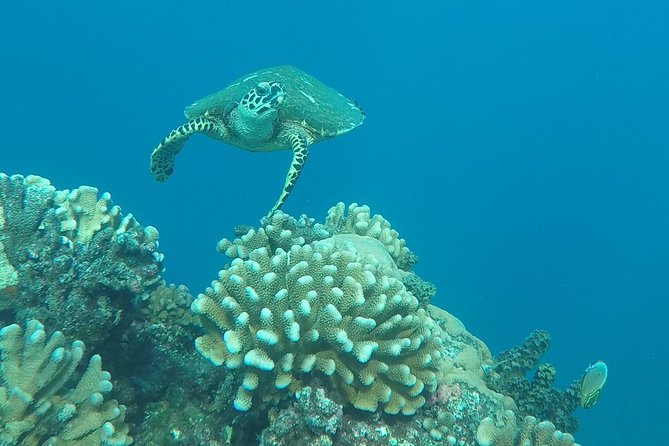 Small group snorkeling (5 people max): Turtles at 7:30am - Photos included after the outing