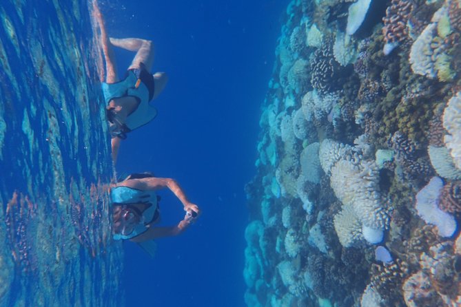 Small group snorkeling (5 people max): Turtles at 7:30am - Is $104.65 a fair price?