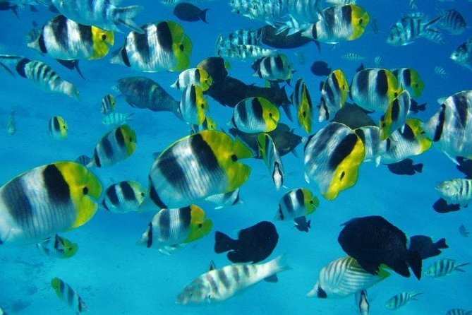 Small group snorkeling (5 people max): wrecks & tropical fishes at 1:00pm - At a glance: what makes this Tahiti snorkeling trip different