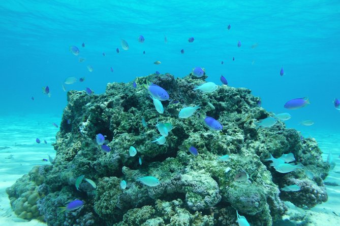 Small group snorkeling (5 people max): wrecks & tropical fishes at 1:00pm - About 70 minutes over coral, fish, and wrecks
