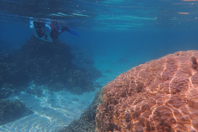 Small group snorkeling (5 people max): wrecks & tropical fishes at 10:30am - Practical details that can make the morning easier