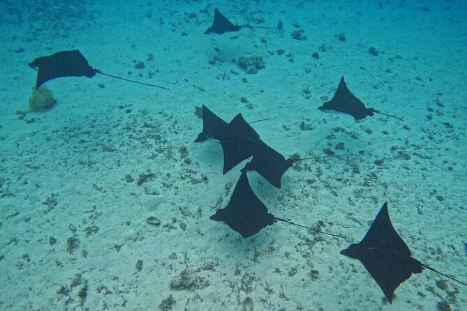 Snorkeling EN Small Group Tour in Tahiti - Eagle rays in Faaa