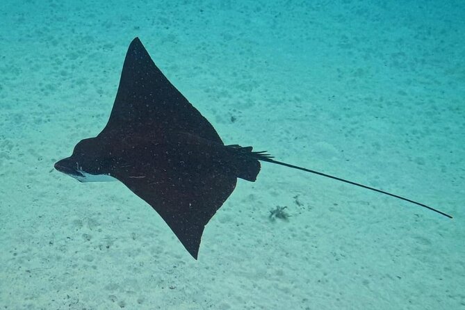 Snorkeling EN Small Group Tour in Tahiti - What the small boat changes