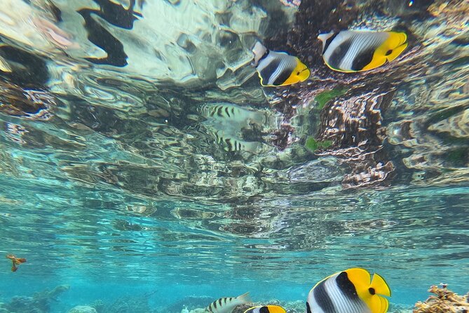 Snorkeling EN Small Group Tour in Tahiti - Safety, equipment, and the human touch