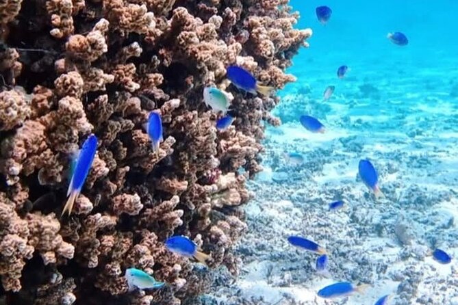Snorkeling EN Small Group Tour in Tahiti - Weather, wildlife, and cancellation rules