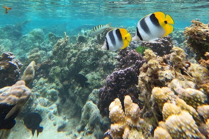 Snorkeling EN Underwater Scooter in Tahiti - Wrecks, a plane, and the unusual sights