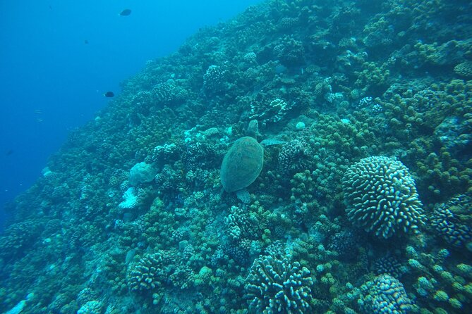 Snorkeling EN Underwater Scooter in Tahiti - Choosing the route around Faaa, Punaauia, Paea, or Mataiea