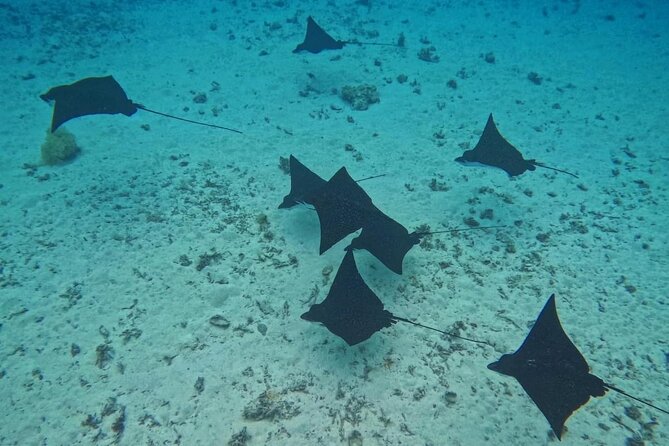 Snorkeling EN Underwater Scooter in Tahiti - What the guides add to the experience