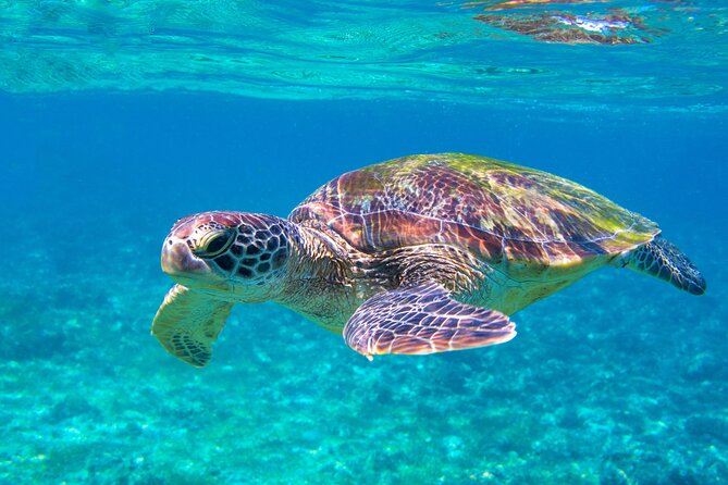 Snorkeling EN Underwater Scooter in Tahiti - Coral gardens, turtles, and tropical fish
