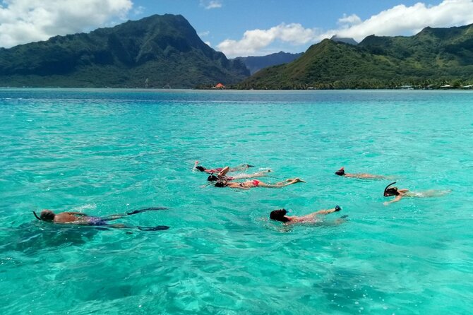 Snorkeling excursion and encounter with marine fauna in Moorea - Swimming with stingrays and black-tip reef sharks