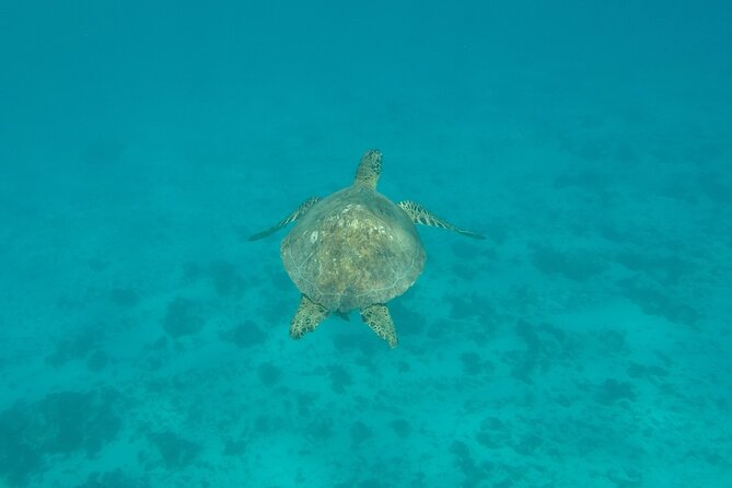 Snorkeling excursion and encounter with marine fauna in Moorea - Turtles, fish, and the quieter side of the lagoon