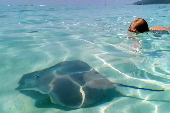 Snorkeling excursion and encounter with marine fauna in Moorea - What the small group changes