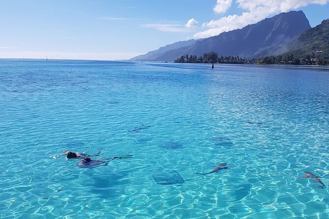 Snorkeling excursion, discovery of the lagoon, small group. - Four hours across Moorea’s west and north lagoon