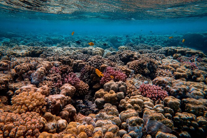 Snorkeling immersion in the wonders of Tahiti - Key points to know before you book