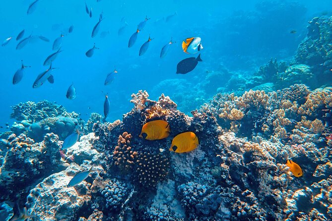 Snorkeling immersion in the wonders of Tahiti - Setting out from the InterContinental Tahiti Resort