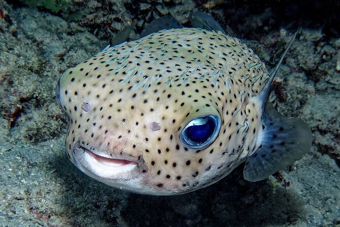 Snorkeling immersion in the wonders of Tahiti - Who will get the most from this outing