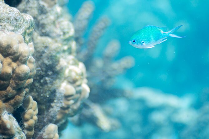 Snorkeling immersion in the wonders of Tahiti - Coral, fish, and the chance to see skates