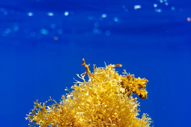 Snorkeling picnic in 4h30 with lunch in Tahiti - A four-and-a-half-hour tour built around variety