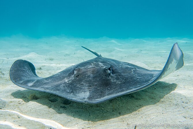 Snorkeling picnic in 4h30 with lunch in Tahiti - The Aquarium and its underwater wrecks