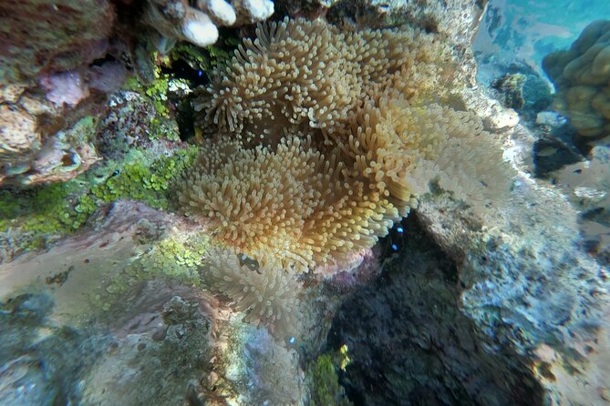 Snorkeling picnic in 4h30 with lunch in Tahiti - Coral gardens, freshwater springs, and possible turtles