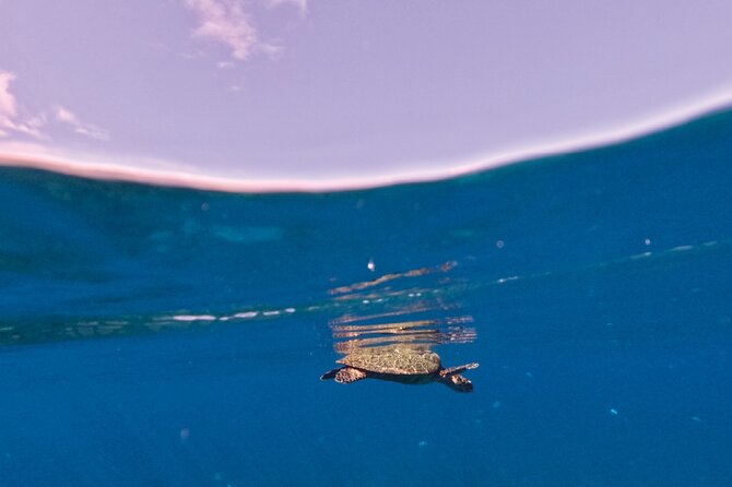 Snorkeling picnic in 4h30 with lunch in Tahiti - Stingrays at the white sandbank