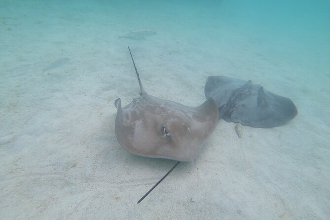 Snorkeling picnic in 4h30 with lunch in Tahiti - What is served for the Polynesian lunch