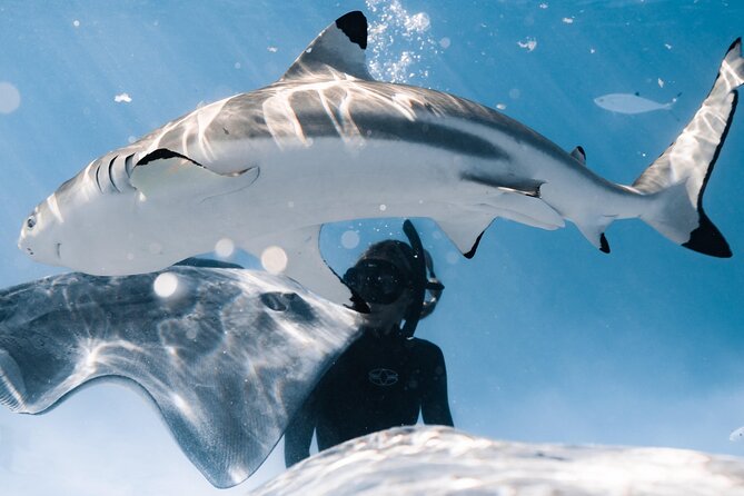 Snorkeling Safari Moorea (Half Day Tour) - What This Moorea Safari Is Really About