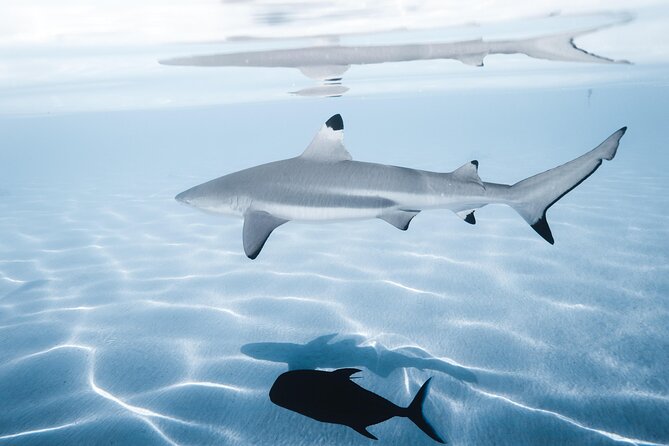 Snorkeling Safari Moorea (Half Day Tour) - A Small Boat Group Makes a Difference