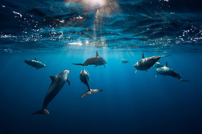 Snorkeling Safari Moorea (Half Day Tour) - Timing, Pickup, and What to Bring