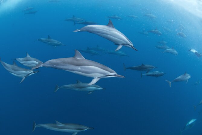 Snorkeling Safari Moorea (Half Day Tour) - Is $150.48 a Fair Price?