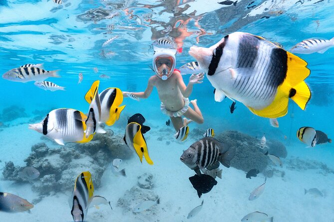 Snorkeling Safari Moorea (Half Day Tour) - The Coral Garden Is the Best All-Round Swim