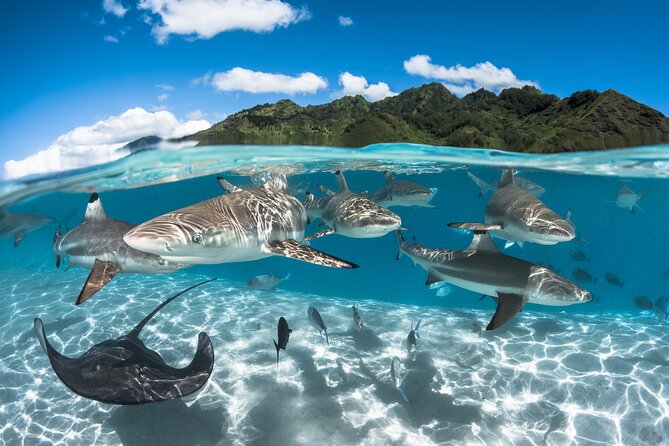 Snorkeling Tour in Moorea Aquatic Adventure Half Day - Drinks, gear, and the value of the $182.20 price