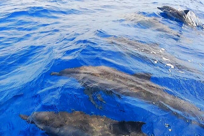 Snorkeling Tour in Moorea Aquatic Adventure Half Day - Who will enjoy this half-day outing