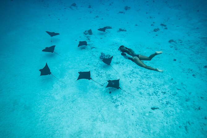 Snorkeling Tour in Moorea Aquatic Adventure Half Day - Practical details before you commit