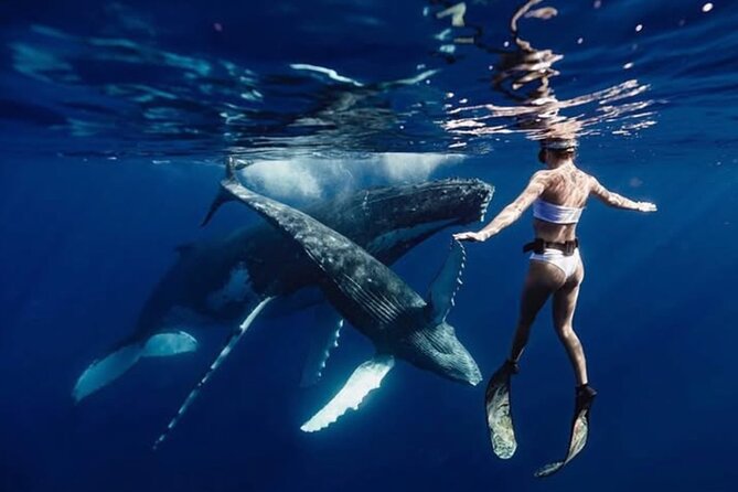 Swim in Moorea with Humpback Whales and More - Key points before you book