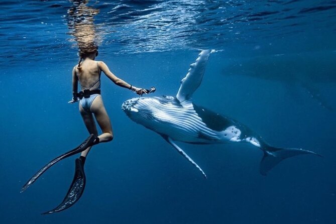 Swim in Moorea with Humpback Whales and More - Meeting humpback whales around Moorea