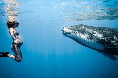 Swim in Moorea with Humpback Whales and More