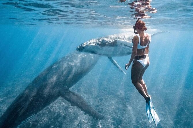 Swim in Moorea with Humpback Whales and More - Wetsuits, snorkeling gear, and what to pack