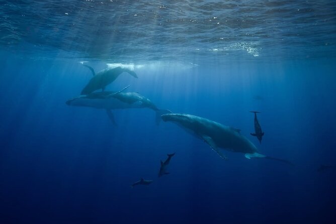 Swim in Moorea with Humpback Whales and More - Weather, cancellations, and planning around the season