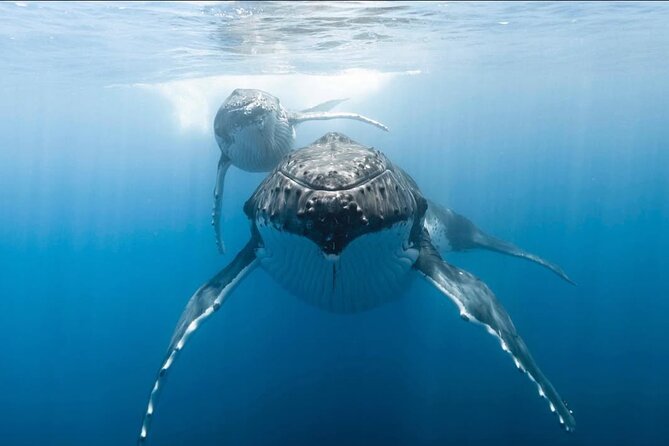 Swim in Moorea with Humpback Whales and More - Who will get the most from this trip