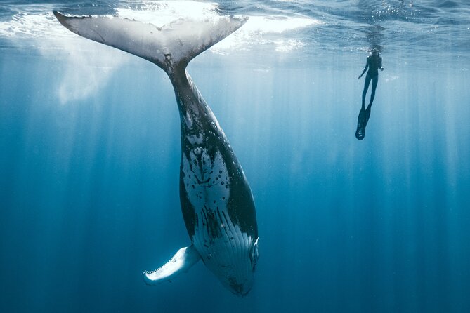Swim with humpback whales - Why Moorea is a special place for whale swimming