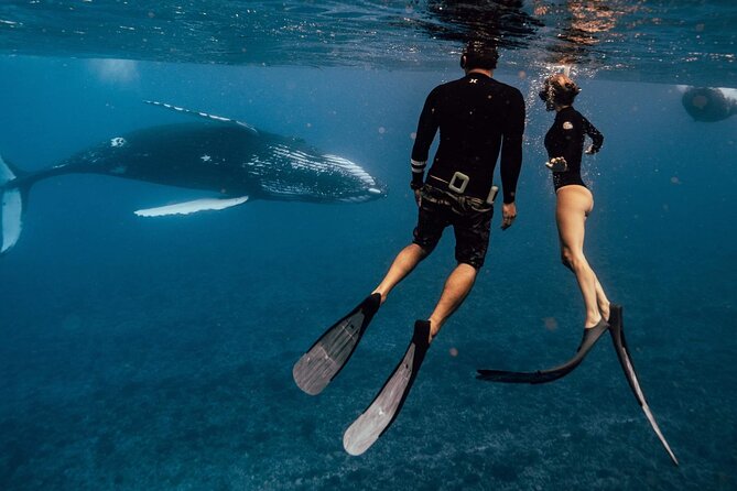 Swim with humpback whales - Searching Moorea’s open water for humpbacks