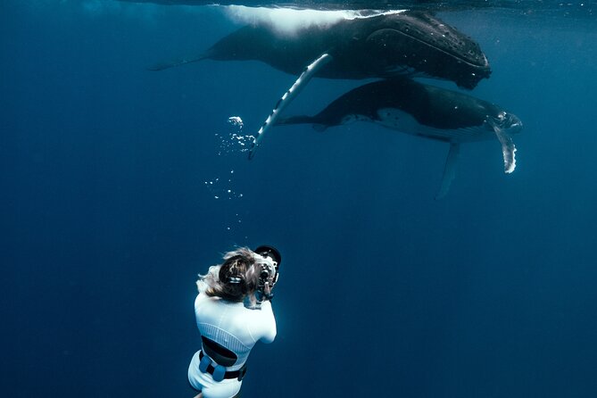 Swim with humpback whales - The 8:30 a.m. start in Maharepa