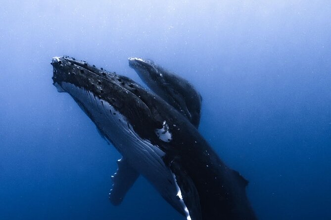 Swimming with Whales in Moorea (Half Day tour) - What makes the guides and captain important