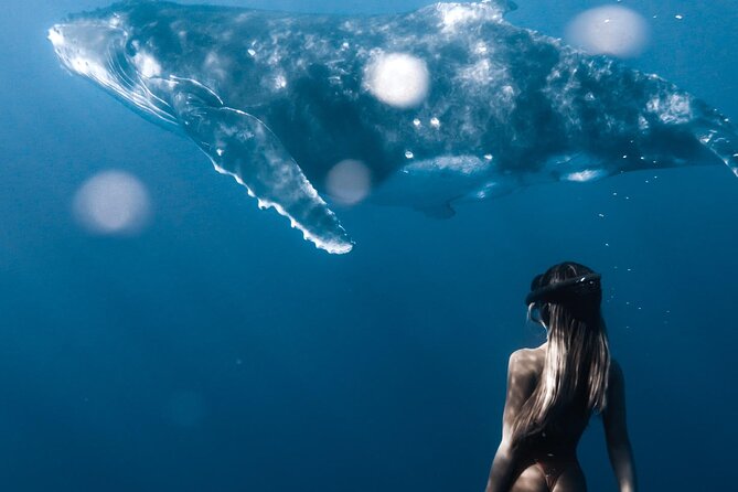 Swimming with Whales in Moorea (Half Day tour) - The best and hardest wildlife moments