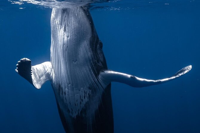 Swimming with Whales in Moorea (Half Day tour) - Cameras, photos, and keeping your attention on the water