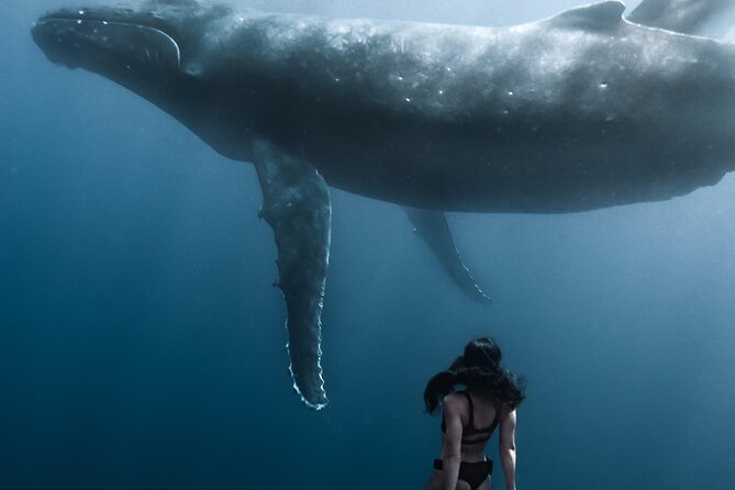 Swimming with Whales in Moorea (Half Day tour) - Who should book this Moorea expedition
